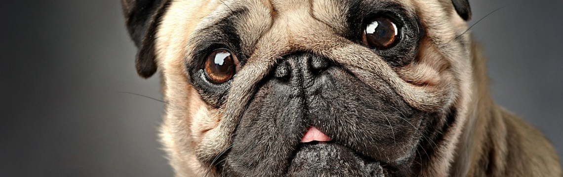 Close-up of a pug looking confused