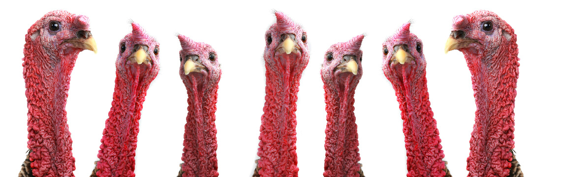 Pardoned turkeys give sales tax the bird