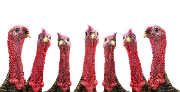 Pardoned turkeys give sales tax the bird