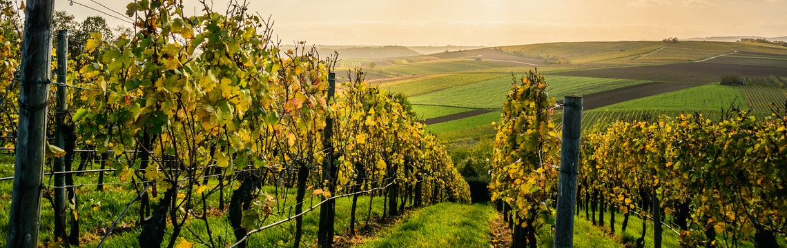 vineyard-wine-producer