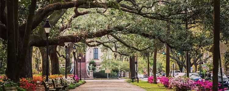 tree-lined street in Savannah, Georgia