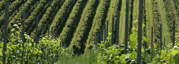  Certain New York wineries no longer need to file annual sales tax information returns.