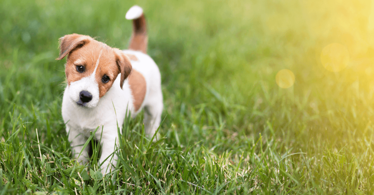 Pets: Love ’em and leave ’em – Wacky Tax Wednesday