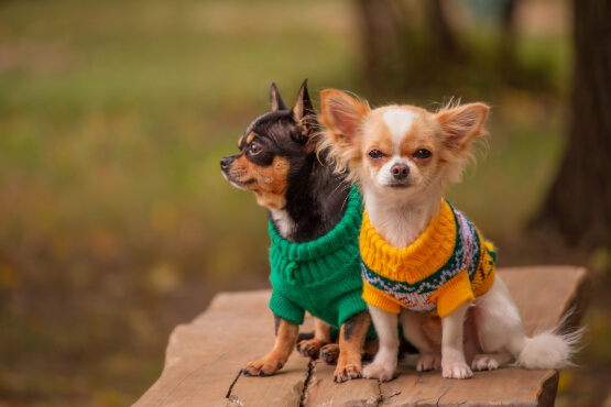 Dogs in sweaters. Dogs wearing sweaters.